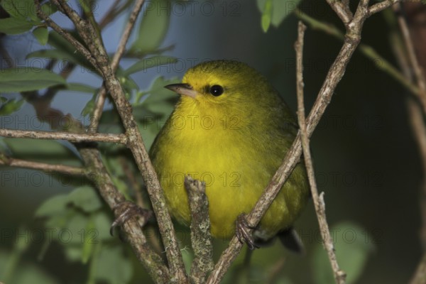 Maui Alauahio, Maui Creeper, Paroreomyza montana
