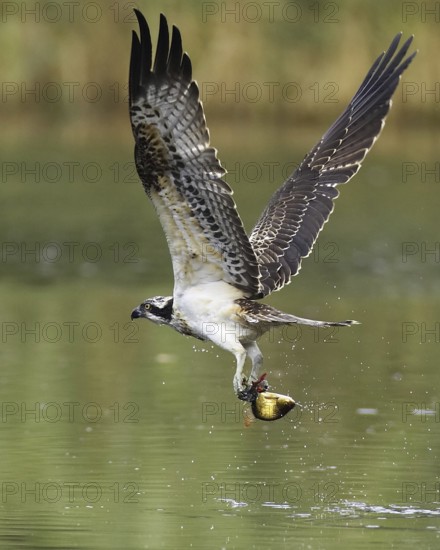 Western Osprey (Pandion haliaetus) flying, Mecklenburg-Western Pomerania, Germany