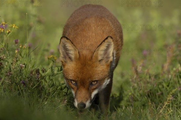Red fox (Vulpes vulpes) adult wild animal amongst wildflowers in grassland in summer, England, United Kingdom