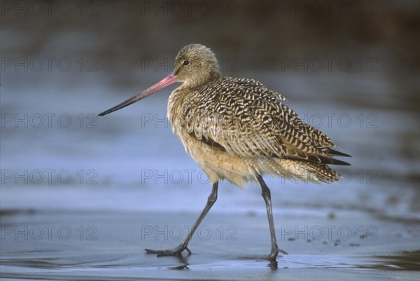 Marbled Godwit (Limosa fedoa), California, USA