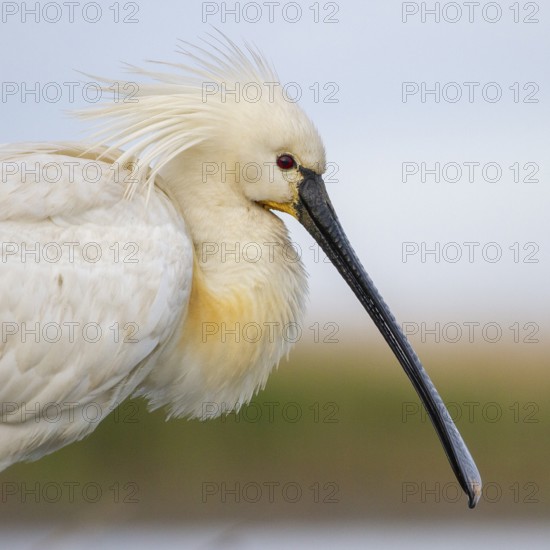 Eurasian Spoonbill (Platalea leucorodia), Pusztaszer, Hungary