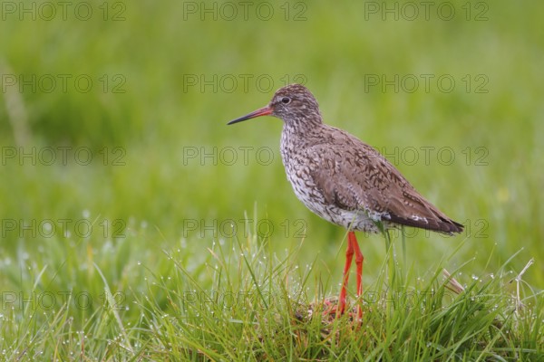 Common Redshank (Tringa totanus), Netherlands