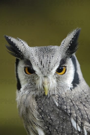 Südliche Weißgesichtseule (Ptilopsis granti) Portrait, captive, Heimat Süd-Kenia bis Namibia, Oktober, captive (D)