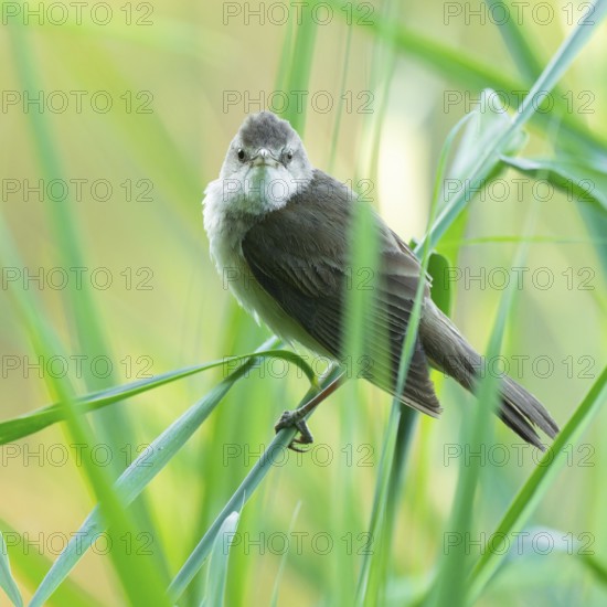 Reed warbler (Acrocephalus arundinaceus) on a reed stem, reed (Phragmites australis), Lower Saxony, Germany