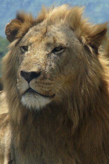 South Africa, Africa, Lion, Panthera Leo, Krüger NP, Kruger National Park