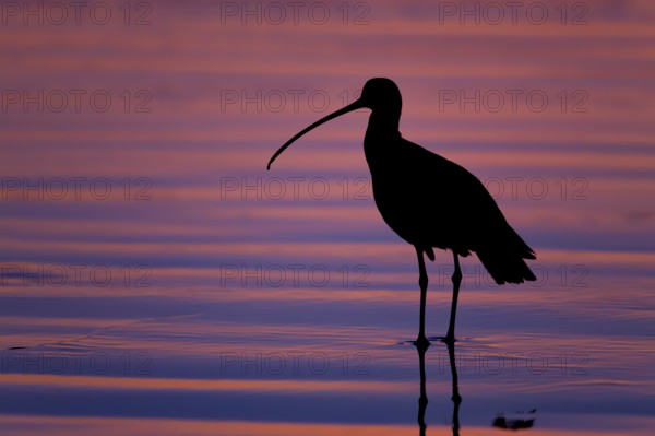 Long-billed Curlew : Morro Strand State Beach : Morro Bay, CA