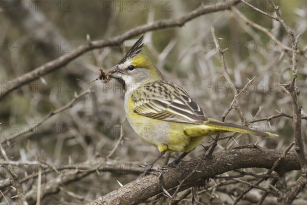Yellow Cardinal (Gubernatrix cristata) female, Corrientes, Argentina