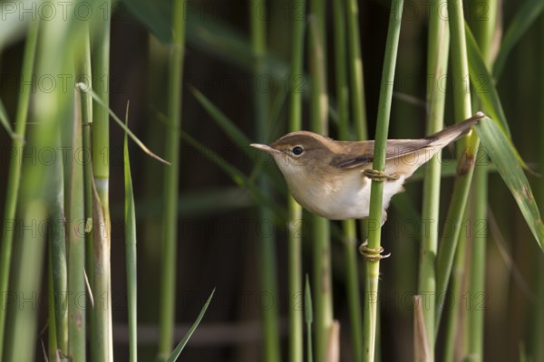Common Reed Warbler - Teichrohrsänger - Acrocephalus scirpaceus ssp. scirpaceus, Germany