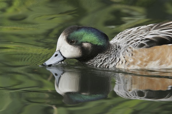 Chiloe Wigeon (Mareca sibilatrix), California, USA
