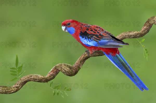 Crimson Rosella (Platycercus elegans) male, Victoria, Australia
