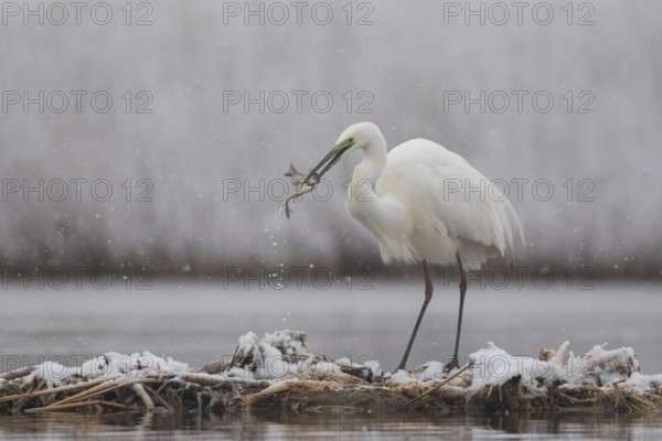 Great Egret (Ardea alba) with two captured fish in its beak, Subotica, Serbia