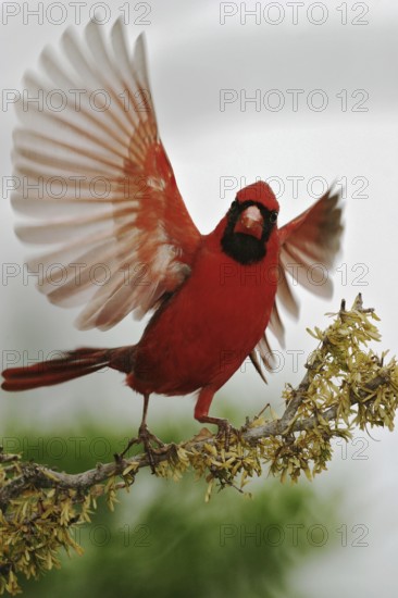 Northern Cardinal (Cardinalis cardinalis), Texas, USA