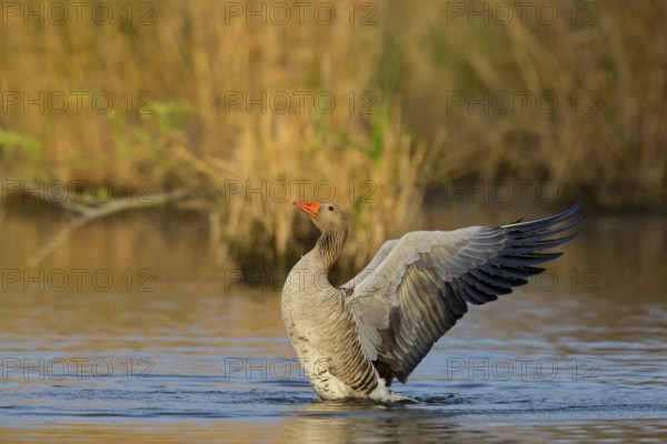 Greylag goose, (Anser anser), animals, birds, goose, geese, field geese, family of ducks, bathing in the lake, Wagbachniederung, Ladenburg, Baden-Württemberg, Federal Republic of Germany
