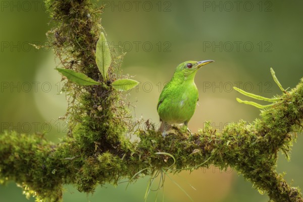Female green honeycreeper