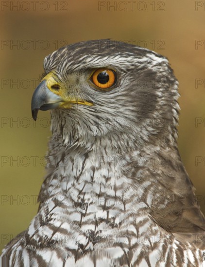 Northern Goshawk (Accipiter gentilis) male, Utrecht, Netherlands