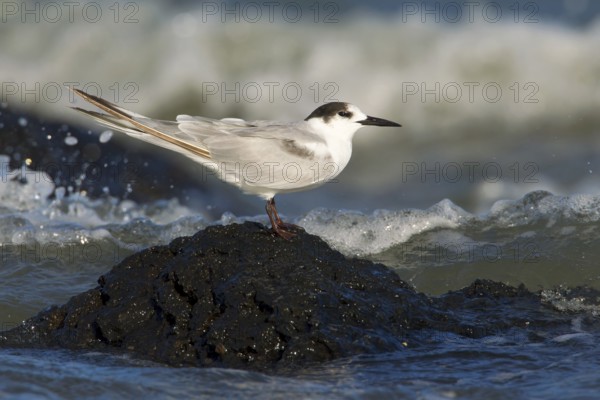 Common Tern-longipennis (Sterna hirundo longipennis), Victoria, Australia