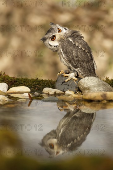Southern White-faced Owl (Ptilopsis granti) captive, Germany