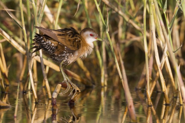 Little Crake (Porzana parva) female, Cyprus