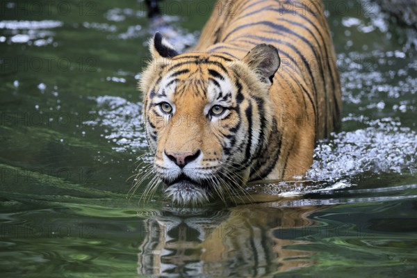 Malaysia tiger (Panthera tigris jacksoni), adult, in water, alert, Malaysia, Southeast Asia