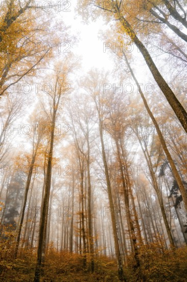 Fog envelops tall autumn trees in a tranquil forest landscape, Gechingen, Black Forest, Germany