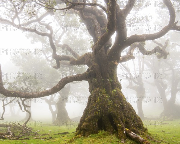 Laurel trees (Laurus nobilis) on Madeira, Fanal, Madeira, Portugal