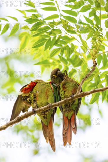 Deville Parakeet (Pyrrhura devillei) Pantanal Brazil