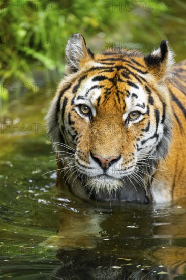 Siberian tiger (Panthera tigris tigris) swimming in a lake, captive, Germany
