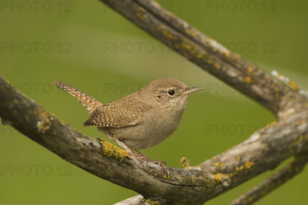 House Wren (Troglodytes aedon)