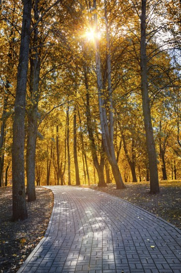 Autumn colors, fall in park with yellow leaves trees. Sun shining through foliage with lens flare