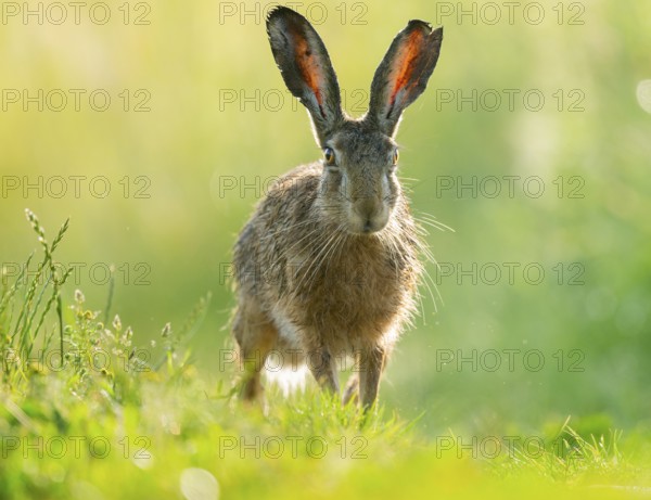 European hare (Lepus europaeus) standing on a dirt track, wildlife, Lower Saxony, Germany