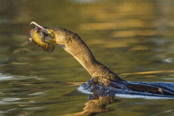 Great Cormorant (Phalacrocorax carbo) with Black bullhead (Ameiurus melas) prey in beak, Piedmont, Italy