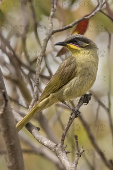 Purple-gaped Honeyeater (Lichenostomus cratitius), Western Australia, Australia