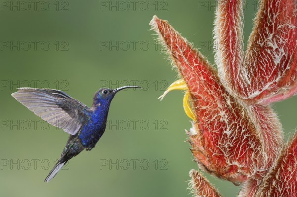 Violet Sabrewing (Campylopterus hemileucurus), Costa Rica