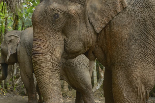 Close-up of Asian elephants amidst Thailand's vibrant jungle. The elephant's textured skin and calm demeanor highlight its majestic presence in a lush, natural habitat