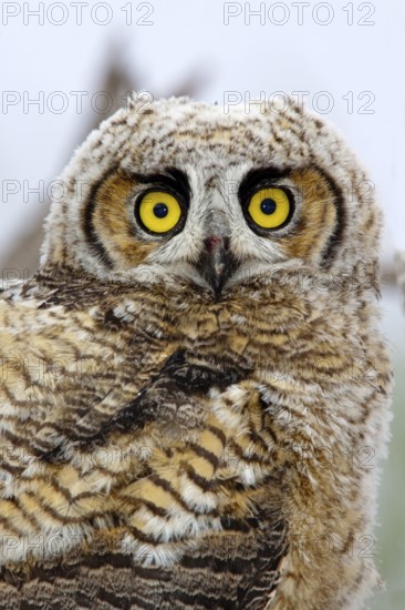 Great Horned Owl Bubo virginianus Tucson, Arizona, United States 1 June Immature Strigidae