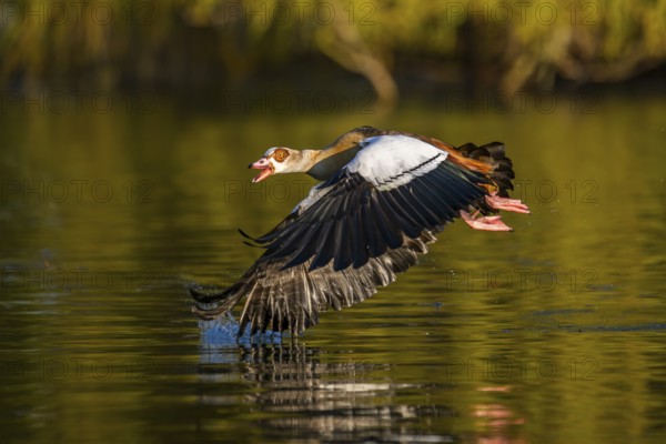 Flying Egyptian goose (Alopochen aegyptiaca) starting from a lake, invasive species, Bavaria, Germany