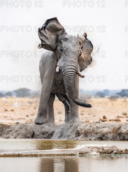 African elephant (Loxodonta africana), adult male, shaking with flapping ears, at the waterhole, funny, Nxai Pan National Park, Botswana