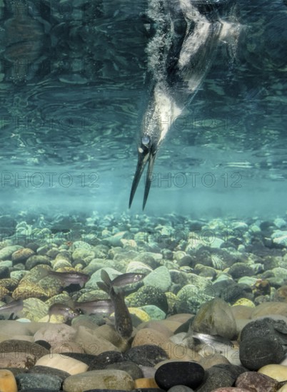 Belted Kingfisher (Megaceryle alcyon) hunting, Texas, USA