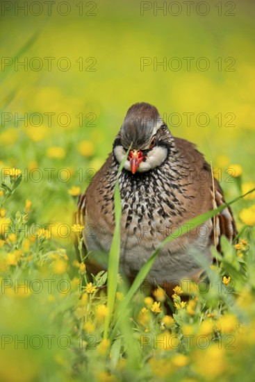 A red-legged partridge stands gracefully among vibrant yellow wildflowers, showcasing its distinctive plumage The lush green grass adds a fresh spring ambiance