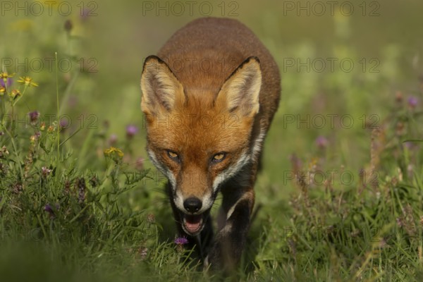 Red fox (Vulpes vulpes) adult animal in countryside grassland with wildflowers in summer, England, United Kingdom
