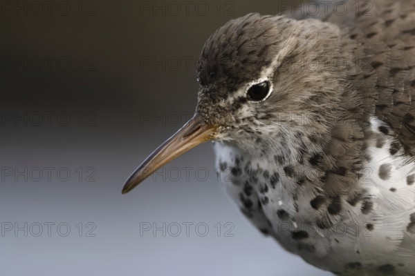 Spotted Sandpiper (Actitis macularius), Schleswig-Holstein, Germany