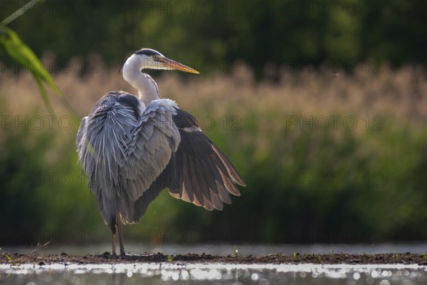Grey Heron (Ardea cinerea), Kiskunsag National Park, Hungary