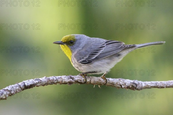 Olive-capped Warbler (Dendroica pityophila) perched on a branch in Cuba