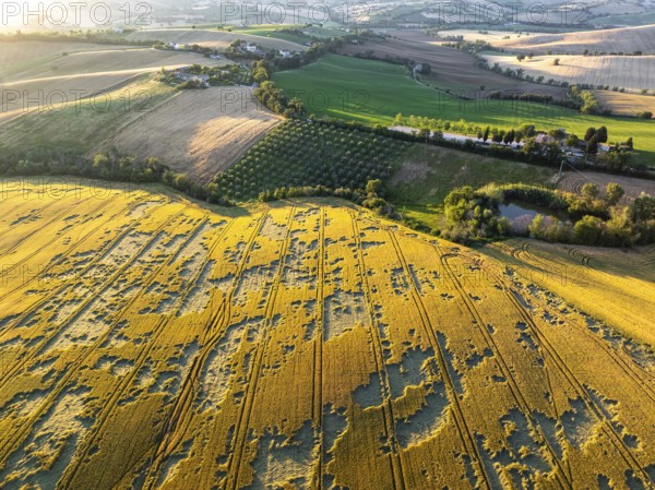 The tranquil beauty of the Italian countryside, with the golden fields of Macerata, lush vegetation, and scattered farmhouses basking in the warm glow of a stunning sunset