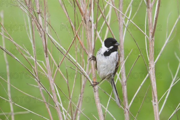 Reed Bunting - Rohrammer - Emberiza schoeniclus ssp. stresemanni, Hungary, adult male