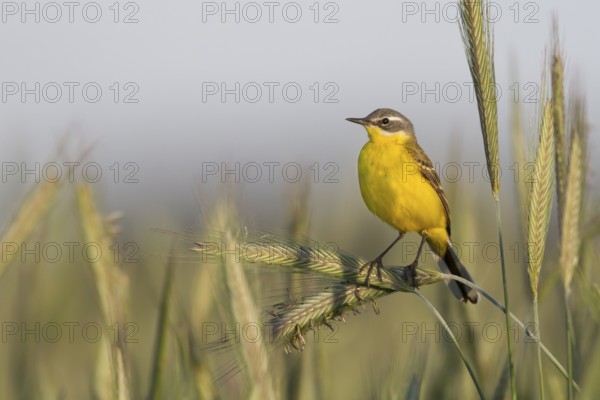 Blue-headed Wagtail - Wiesen-Schafstelze - Motacilla flava ssp. flava, Poland, adult male