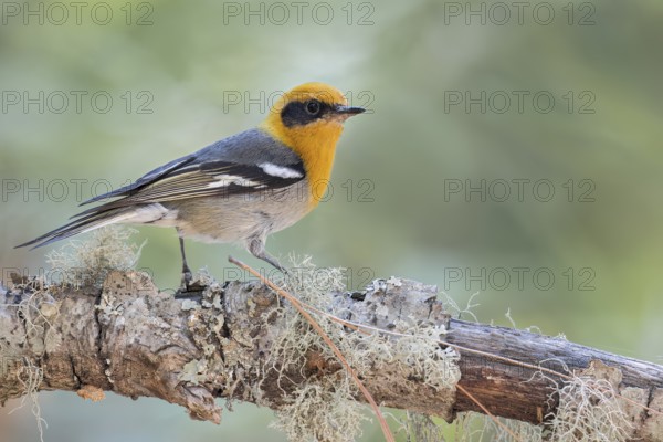 Olive Warbler (Peucedramus taeniatus) perched on a branch in Oaxaca, Mexico