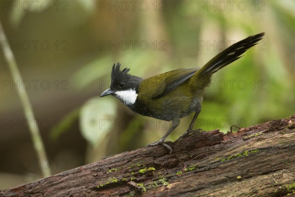 Eastern Whipbird (Psophodes olivaceus) perched on a trunk, Queensland, Australia