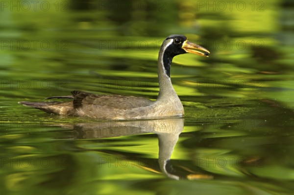 Masked Finfoot (Heliopais personatus) male, Seletar Reservoir, Singapore