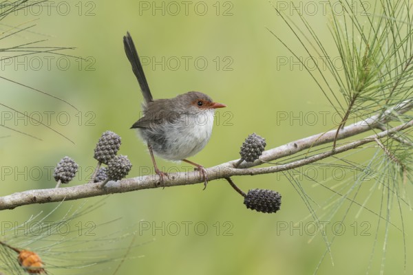 Superb Fairywren (Malurus cyaneus) perched on a branch in eastern Australia
